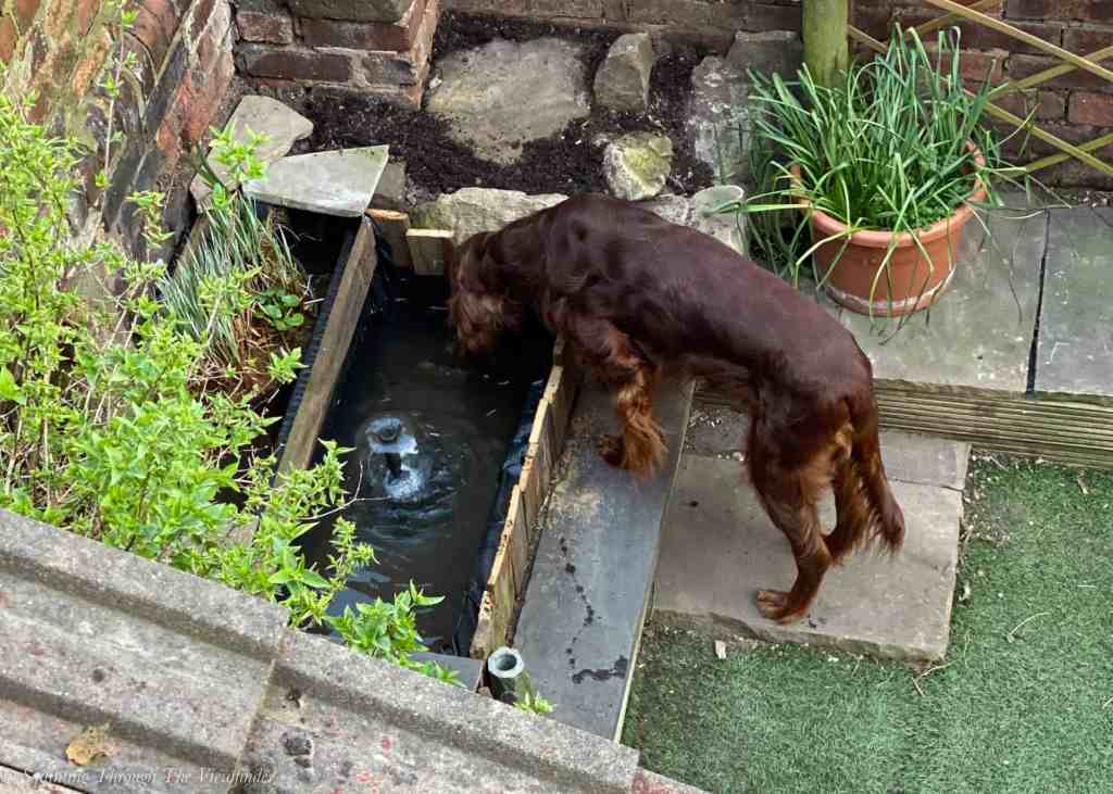 Re-Organising The Garden.&nbsp;Again!