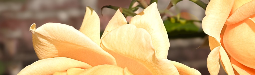 Yellow Roses