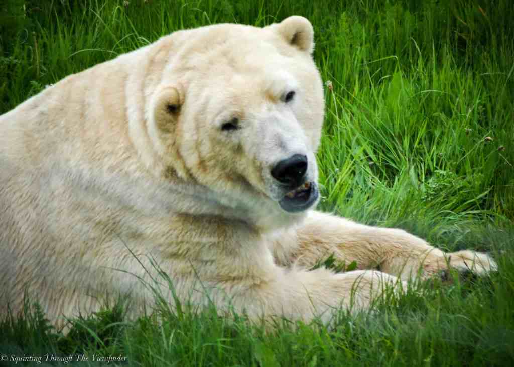 The Local Wildlife&nbsp;Park