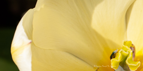 Tulip