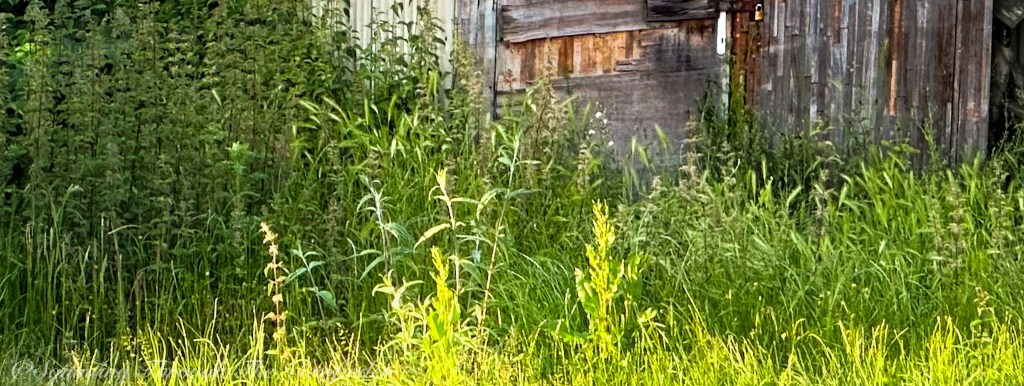 Overgrown And Abandoned