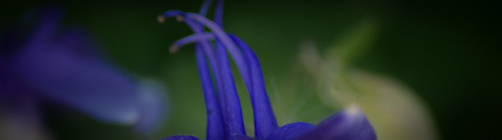 Blue Aquilegia