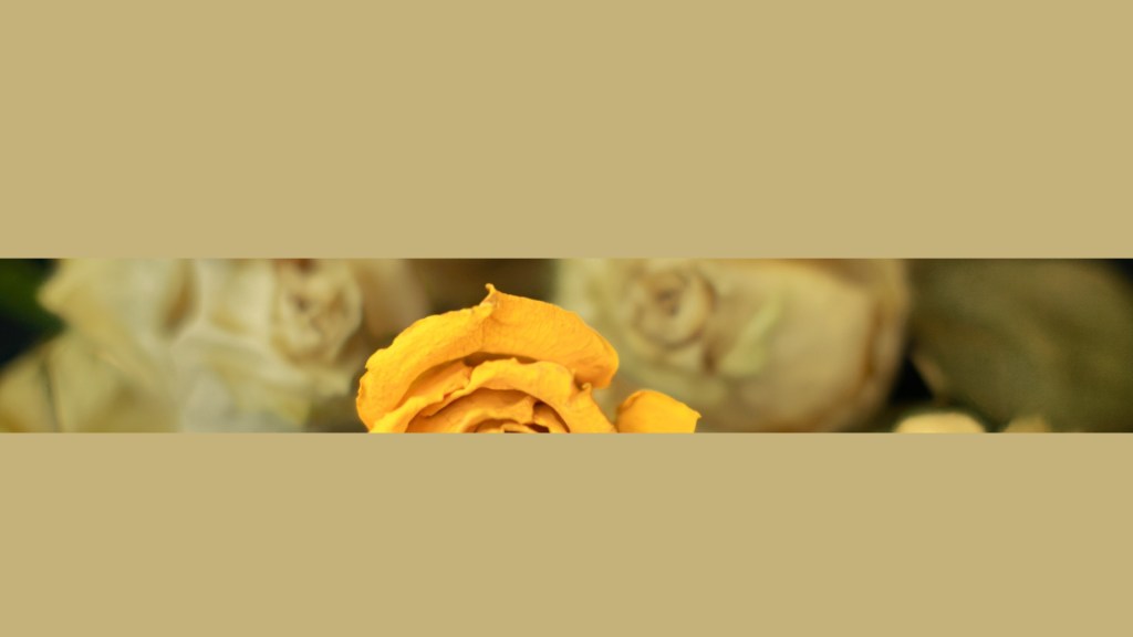 Paper Roses